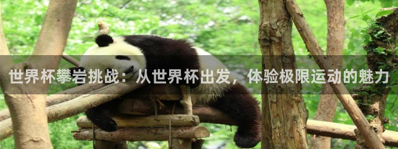 2026世界杯亚洲预选赛赛程:世界杯攀岩挑战:从世界杯出发,体验极限运动的魅力